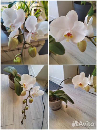 Орхидея фаленопсис