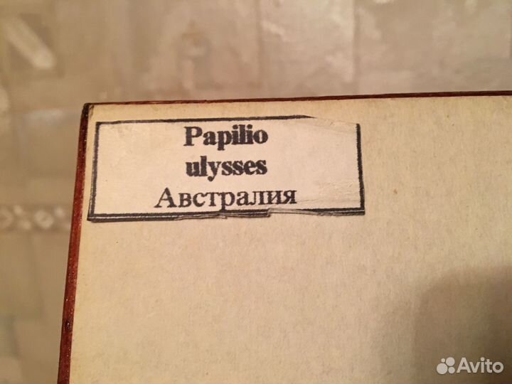 Бабочка в рамке