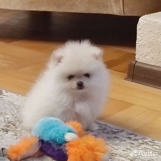 Щенки шпица