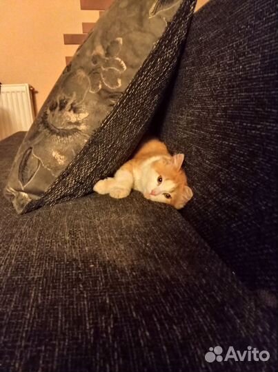 Отдам в добрые руки