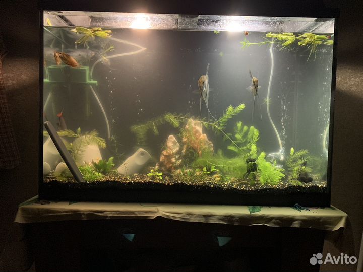 Аквариум