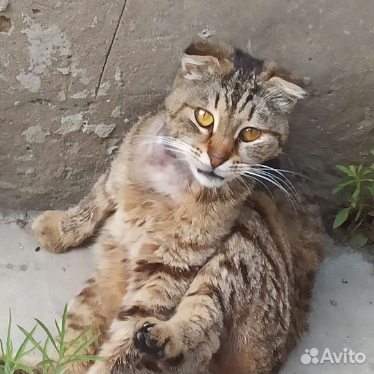 Вислоухая кошка