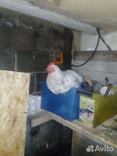 Куры петухи