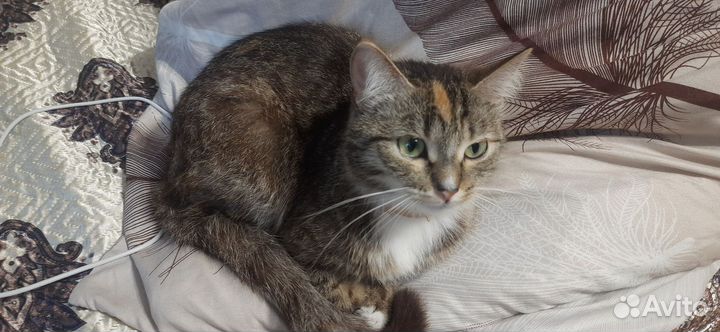 Одою в добрые руки кота и кошку