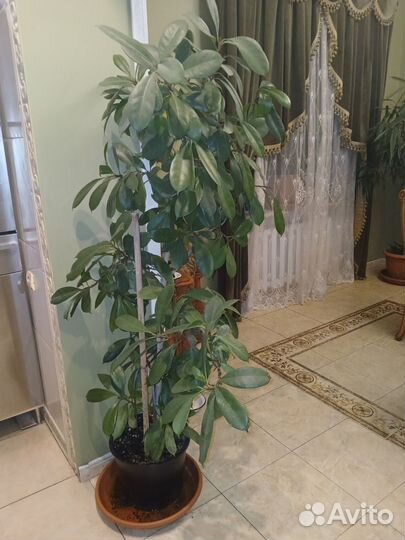 Фикус Циатистипула