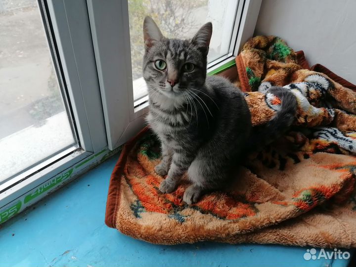 Кошка в дар бесплатно