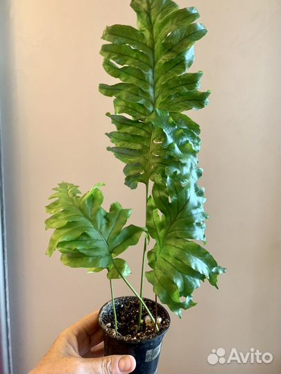 Папоротник флебодиум Николас Даймонд крестатный