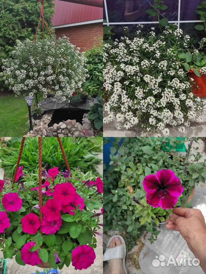 Алиссиум, петунии, тайдалы, гелихризумам