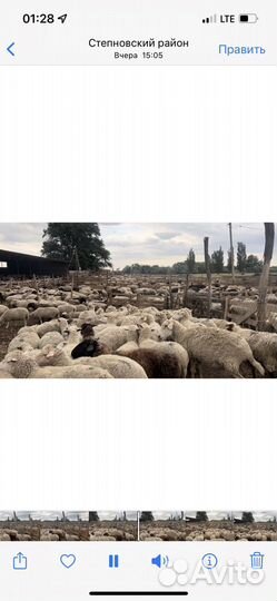 Бараны Матки