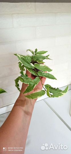 Фикус сагиттата мутабилис