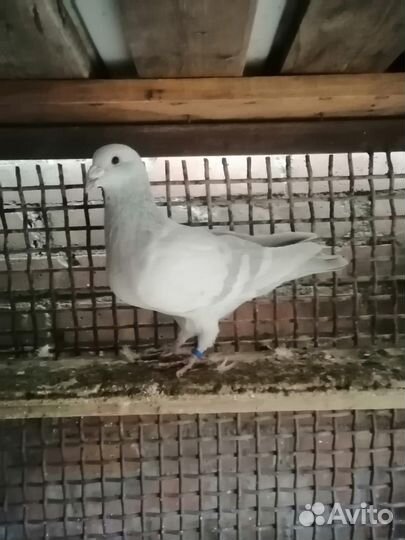 Продажа голубей