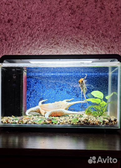 Аквариум