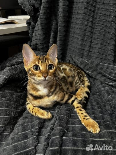 Бенгальские котята