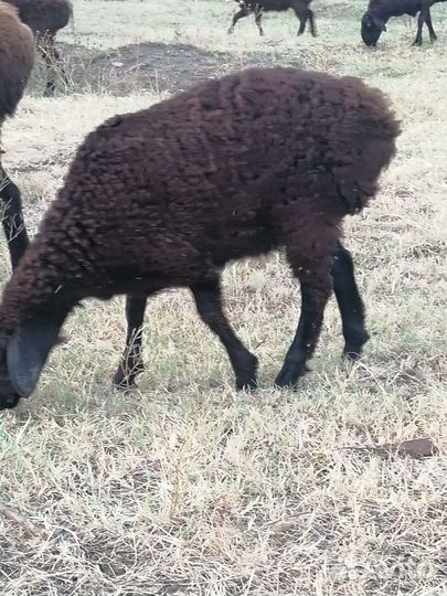 Овцы бараны