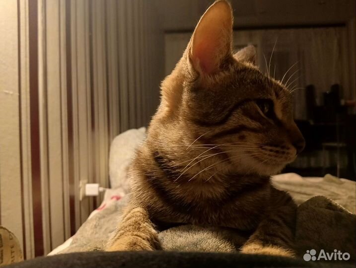 Котик барсик