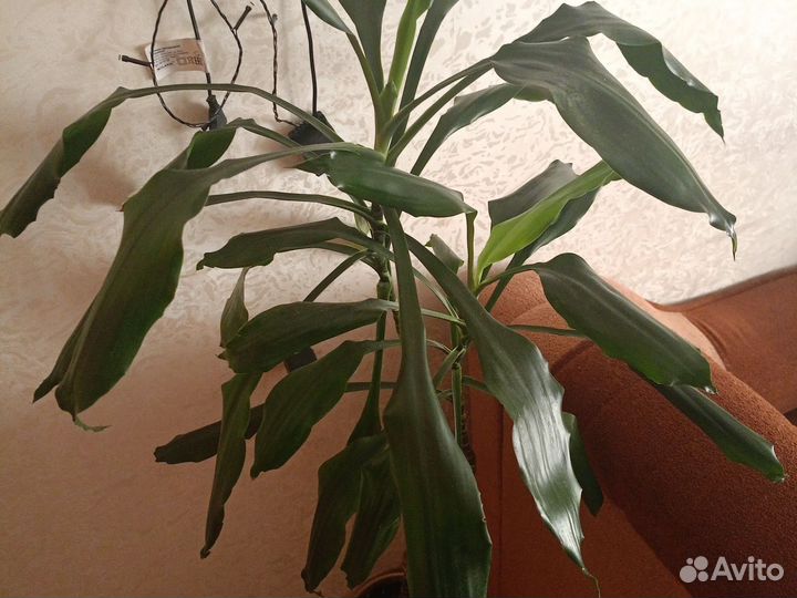 Комнатные цветы