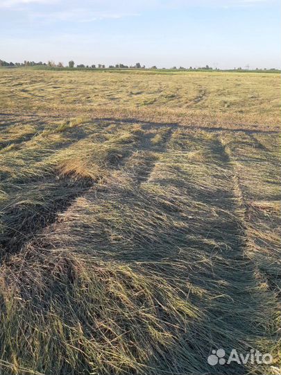 Сено в рулонах 2023г