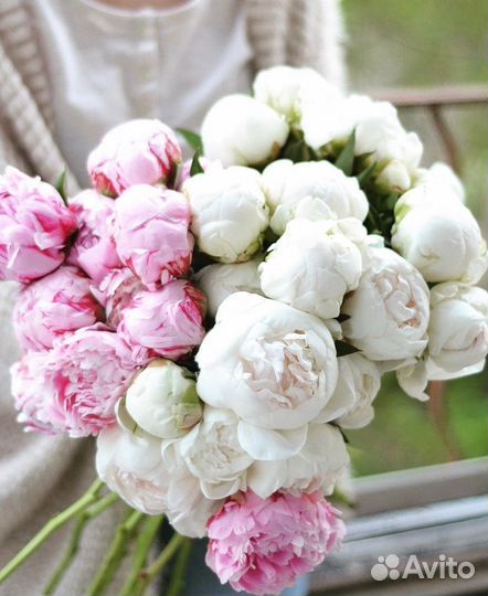 Пышные пионы с беспл. доставкой