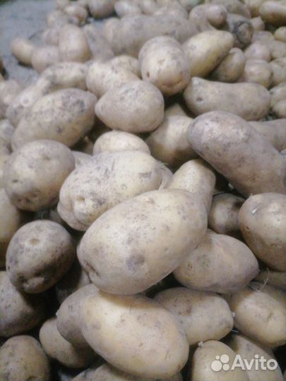 Продам картофель