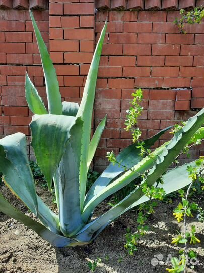 Кустарники, цветы для сада