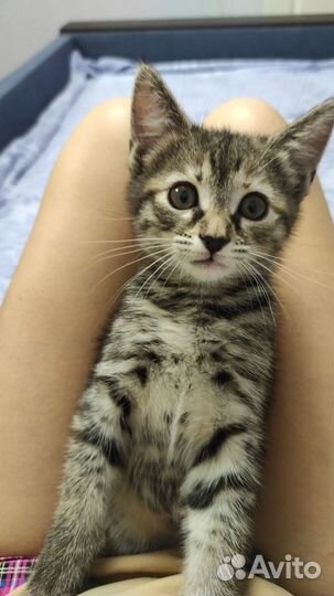 Котенок в добрые руки