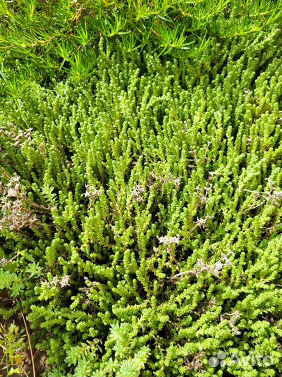 Многолетники для сада