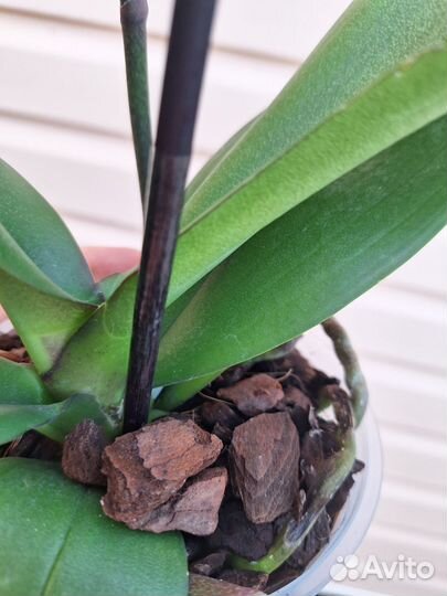 Орхидея фаленопсис Ред Сезам