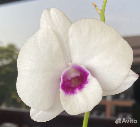 Орхидеи дендрофаленопсисы взрослые, дендробиумы