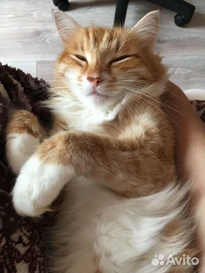 Передержка кошек