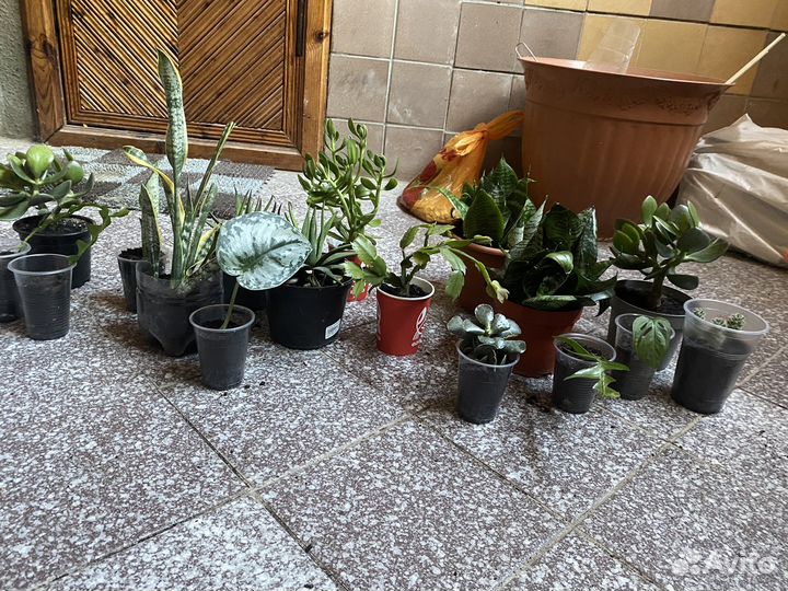 Комнатные растения