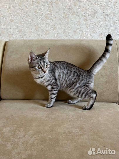 Отдам в добрые руки