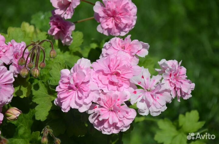 Пеларгония герань Lara Melissa