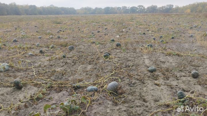 Тыква Арбуз