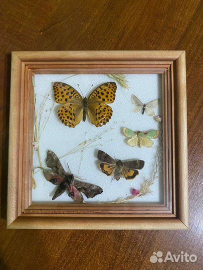 Бабочки в рамках