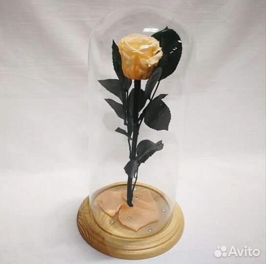 Живая Роза в колбе классик 22 см, бутон 5-6 см