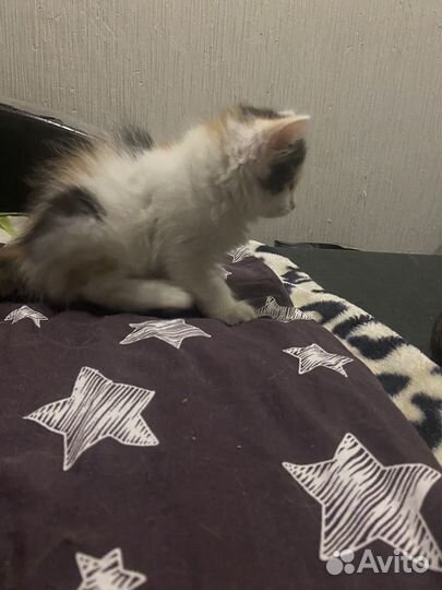 Котята отдам даром