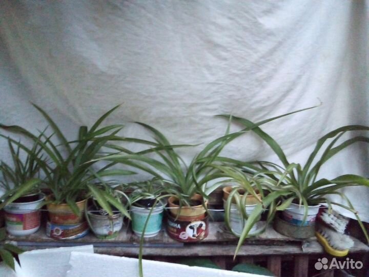 Хлорофитум кудрявый