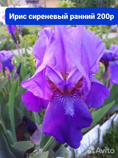 Ирисы бородатые