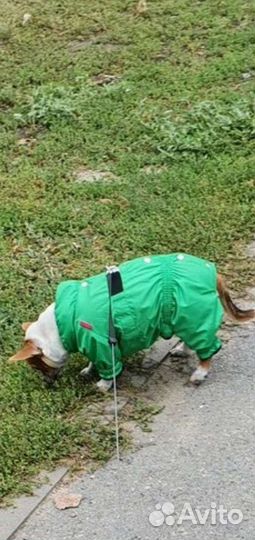 Комбинезон для маленькой собаки L Yoriki