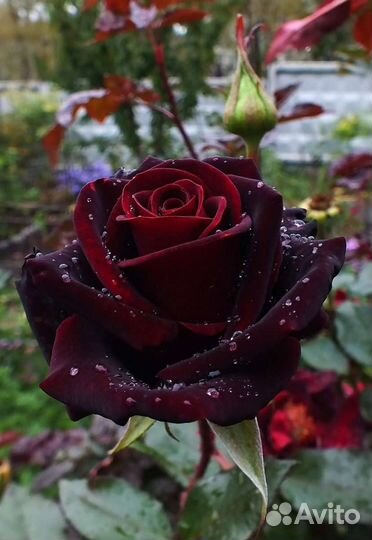 Роза чайно-гибридная норита