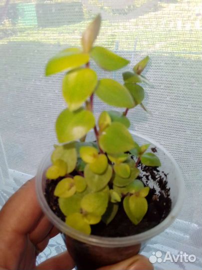 Каллизия четыре вида