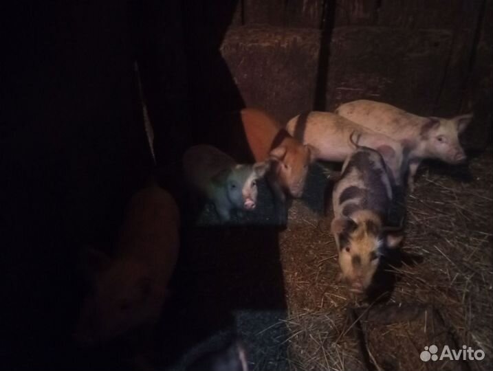 Поросята 1-2 месяца три выводка с разницей 1 недел