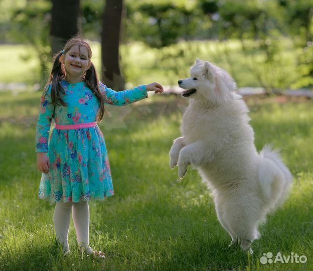 Самоеды для фотосессии, фотопрогулки с самоедами
