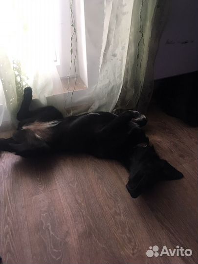 Передержка собак, кошек или др.животных