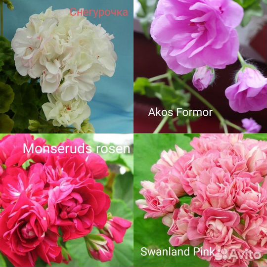 Сортовые Пеларгонии (герани)