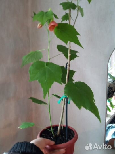 Клен комнатный абутилон