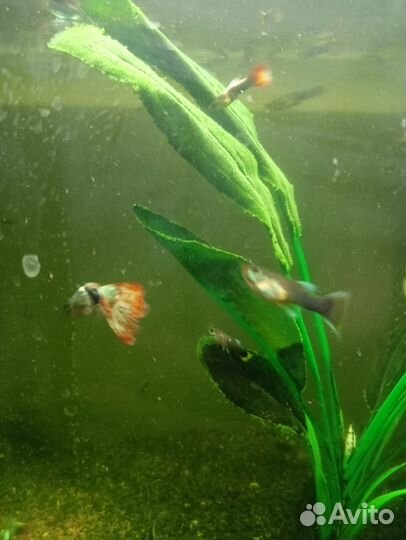 Аквариумные рыбки гуппи