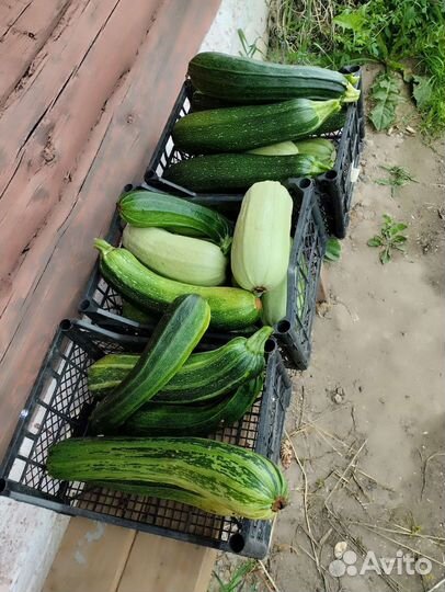 Кабачки домашние
