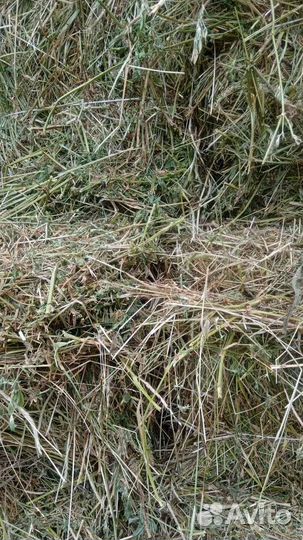 Сено разнотравье