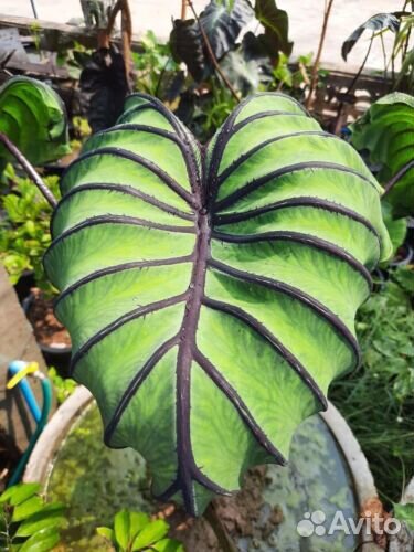 Колоказия Маска Фараона Pharaoh's Mask Colocasia
